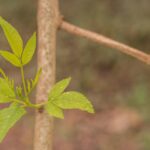 sheets, sprouts, plant, outbreak, flowering, yard, green, leaf, grow, sprout, nature, botany, estudio357, paraguay